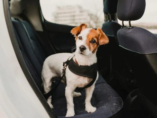 What to Do if You’ve Locked Your Dog in the Car: A Guide